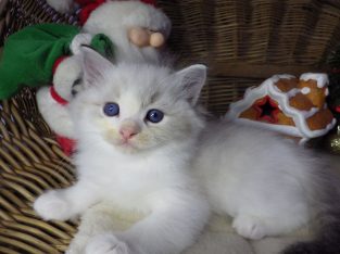 Pontiac Ragdoll fiú! 💖😍😇😍