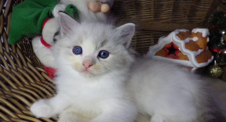 Pontiac Ragdoll fiú! 💖😍😇😍