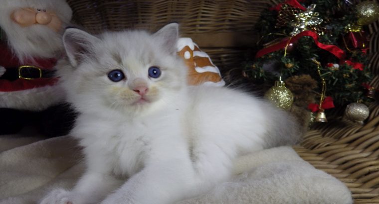 Pontiac Ragdoll fiú! 💖😍😇😍