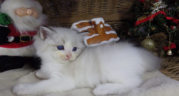 Pontiac Ragdoll fiú! 💖😍😇😍