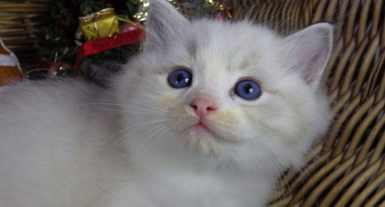 Pontiac Ragdoll fiú! 💖😍😇😍