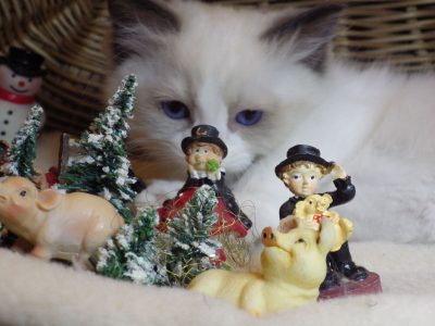 Porsche Ragdoll boy! 💖😍😇