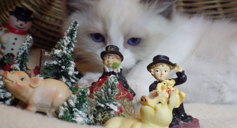 Porsche Ragdoll boy! 💖😍😇