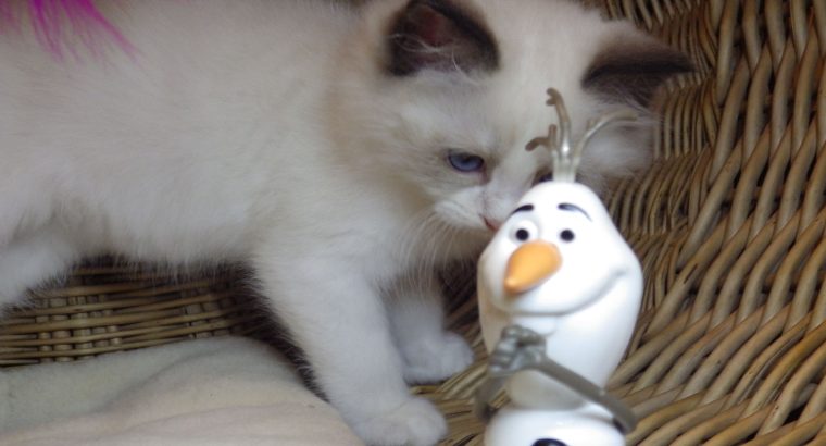 Porsche Ragdoll boy! 💖😍😇