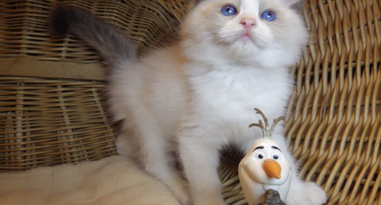 Porsche Ragdoll boy! 💖😍😇