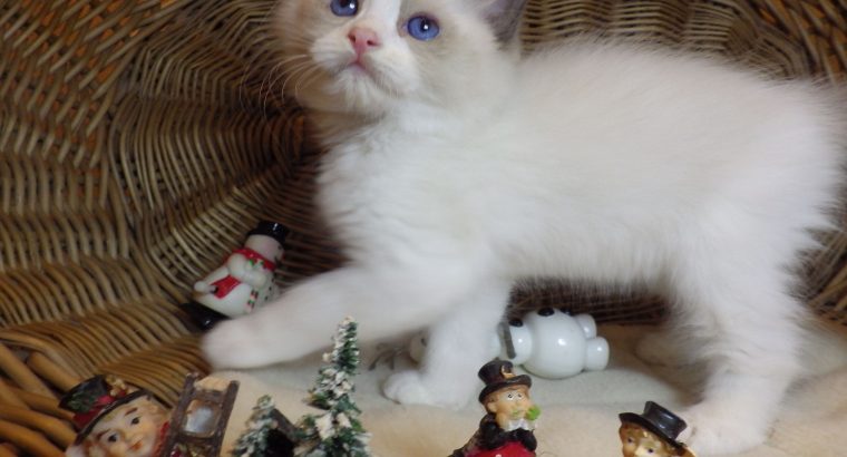 Porsche Ragdoll boy! 💖😍😇