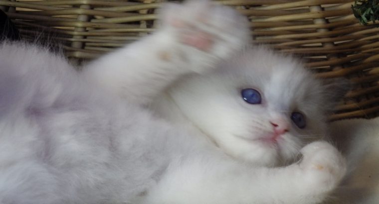 Queency+ Ragdoll kislány! Seal Bic