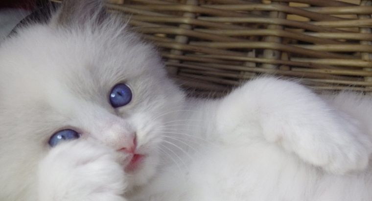 Queency+ Ragdoll kislány! Seal Bic