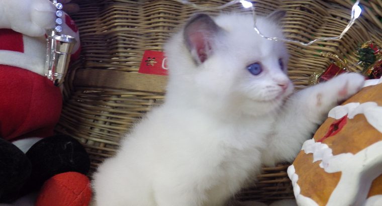 Queency+ Ragdoll kislány! Seal Bic