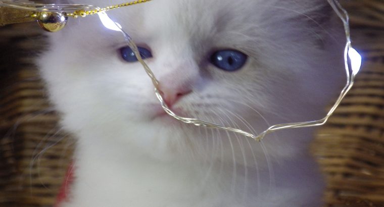 Queency+ Ragdoll kislány! Seal Bic