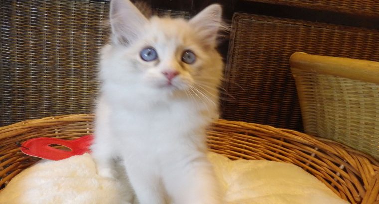 Queenie💖😍 A tündér lány!💖