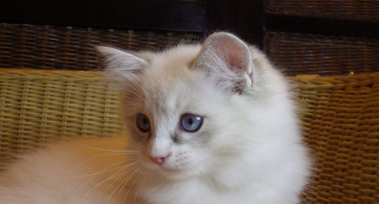 Queenie💖😍 A tündér lány!💖