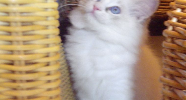 Queenie💖😍 A tündér lány!💖