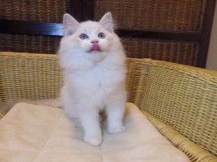 „Quetta”++ Ragdoll lány ++Apró szép