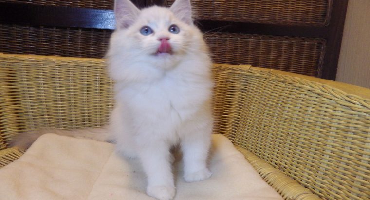 „Quetta”++ Ragdoll lány ++Apró szép