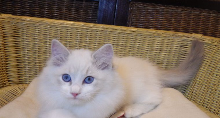 „Quetta”++ Ragdoll lány ++Apró szép