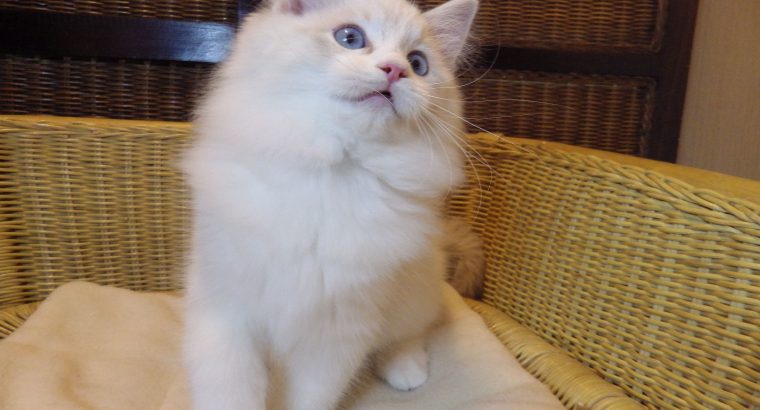 „Quetta”++ Ragdoll lány ++Apró szép