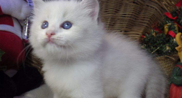 „Quetta” Ragdoll lány 😍💖