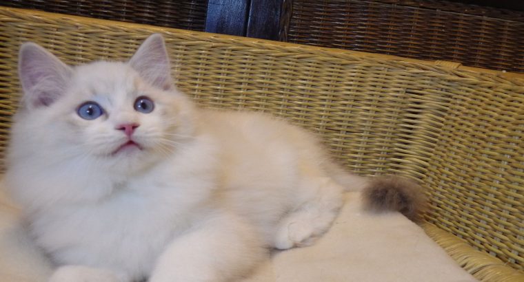„Quetta”++ Ragdoll lány ++Apró szép