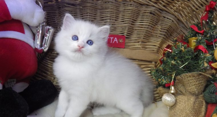 „Quetta” Ragdoll lány 😍💖