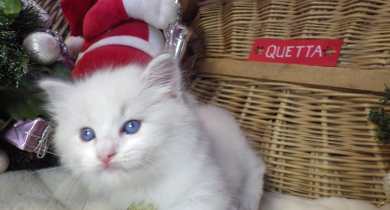 „Quetta” Ragdoll lány 😍💖