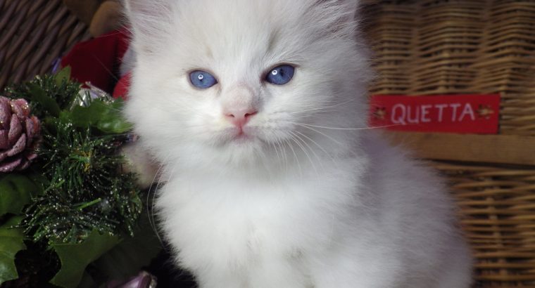 „Quetta” Ragdoll lány 😍💖