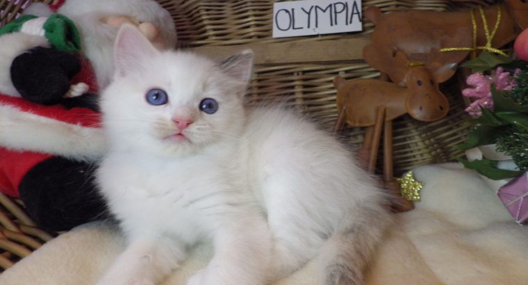 Olympia Ragdoll lány 💖😍😇