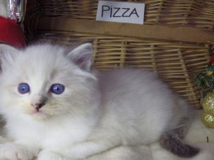 Pizza Ragdoll lány! 💖💖😍😍