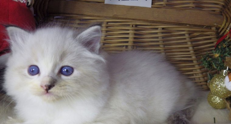 Pizza Ragdoll lány! 💖💖😍😍