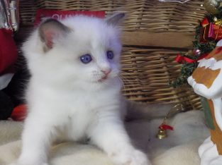 Queency+ Ragdoll kislány! Seal Bic