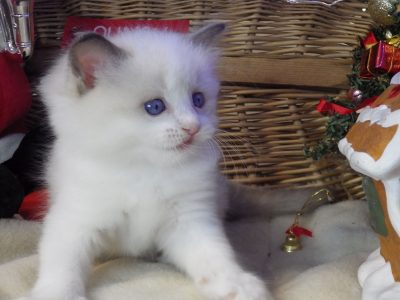 Queency+ Ragdoll kislány! Seal Bic