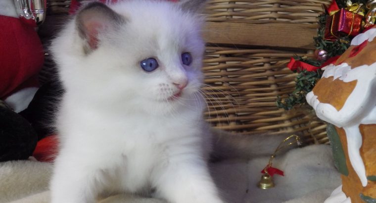 Queency+ Ragdoll kislány! Seal Bic