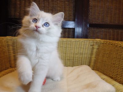 Queenie💖😍 A tündér lány!💖