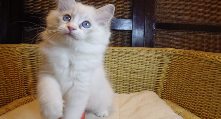 Queenie💖😍 A tündér lány!💖