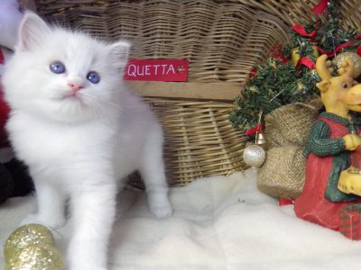 „Quetta” Ragdoll lány 😍💖