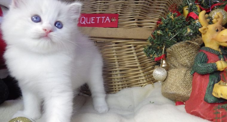 „Quetta” Ragdoll lány 😍💖