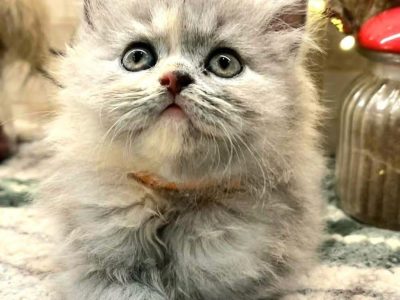 Brit hosszúszőrű kislány