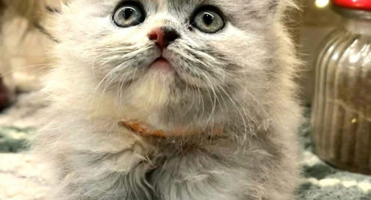 Brit hosszúszőrű kislány