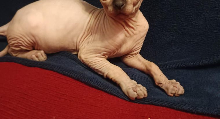 Little Goblins Andrew