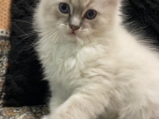 Eladó ragdoll kiscica