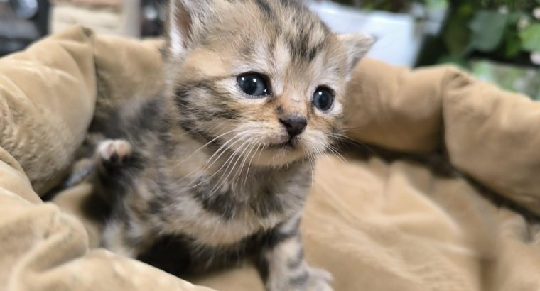 Márciustól nálad cukiskodhatom