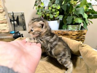 Márciustól nálad cukiskodhatom