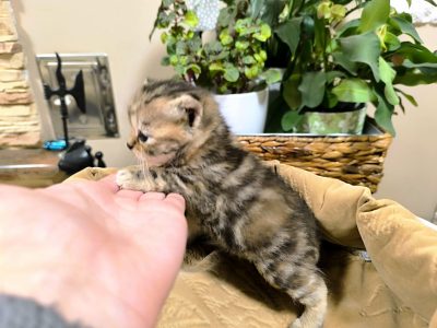 Márciustól nálad cukiskodhatom