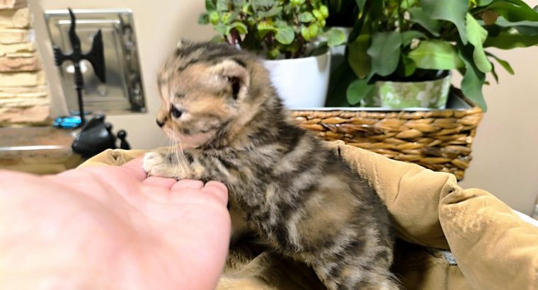 Márciustól nálad cukiskodhatom