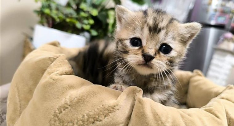 Márciustól nálad cukiskodhatom