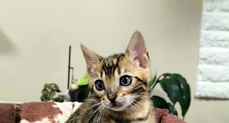 Márciusban költözhetem