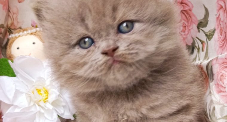 Doromboló társ igényes gazdiknak