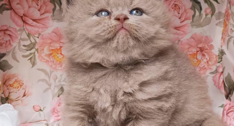 Doromboló társ igényes gazdiknak