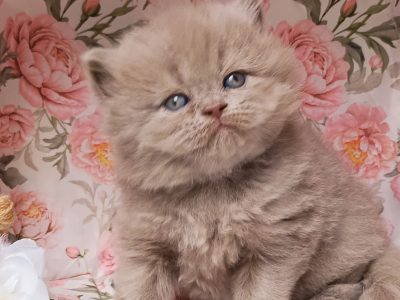 Doromboló társ igényes gazdiknak