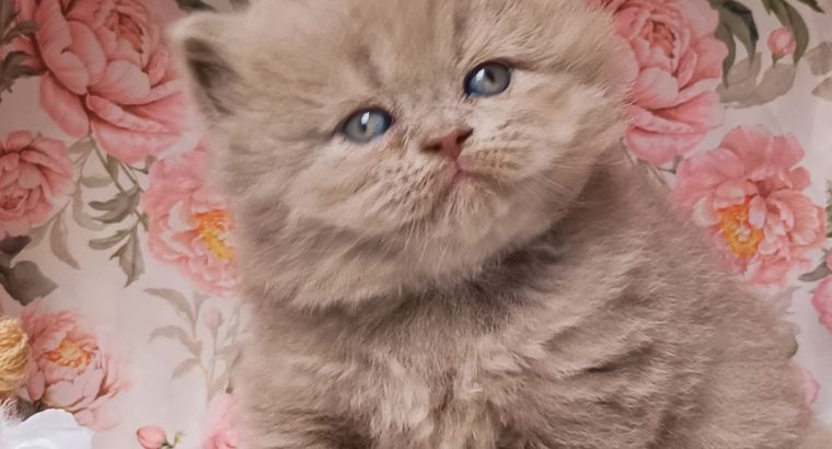 Doromboló társ igényes gazdiknak